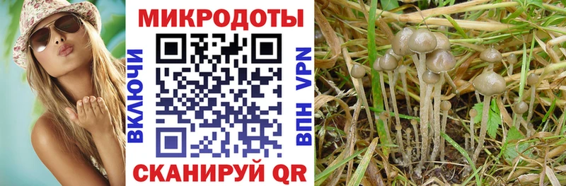 Псилоцибиновые грибы мицелий  Купить закладки  Шатура 